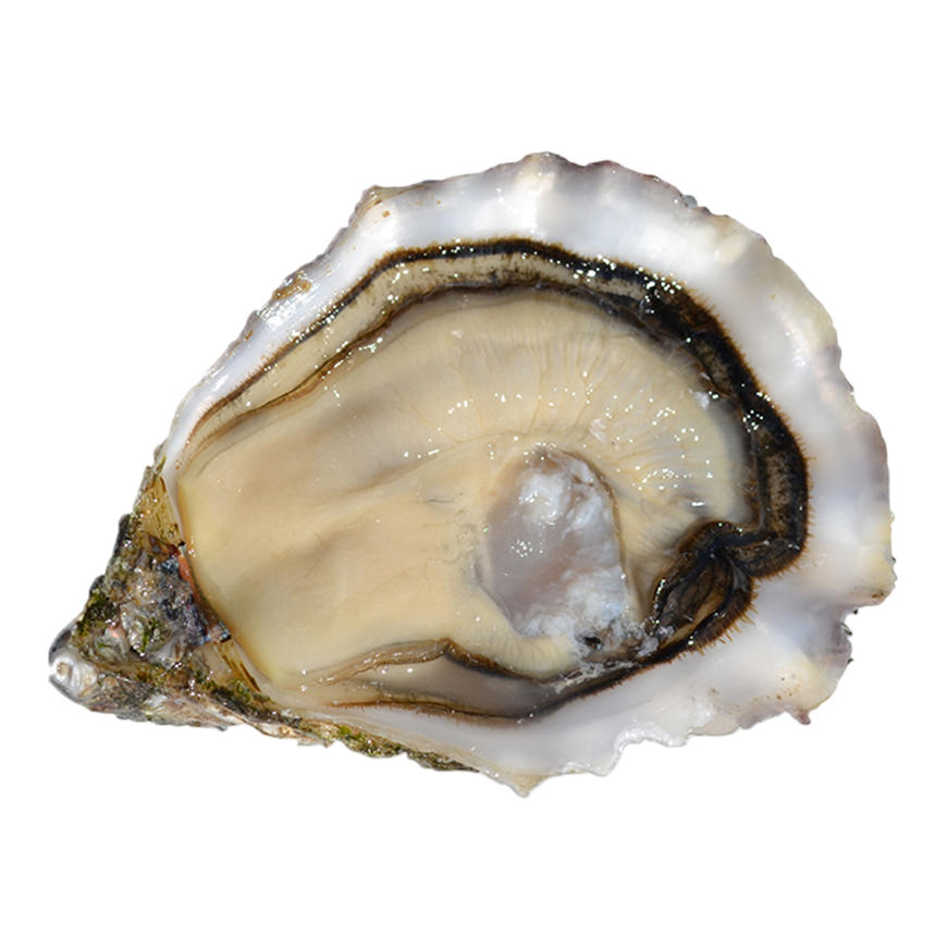 Gillardeau Oysters №3 Set of 12