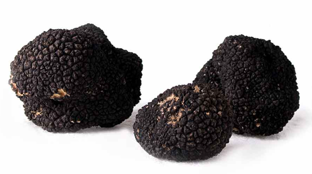 Spring Black truffle